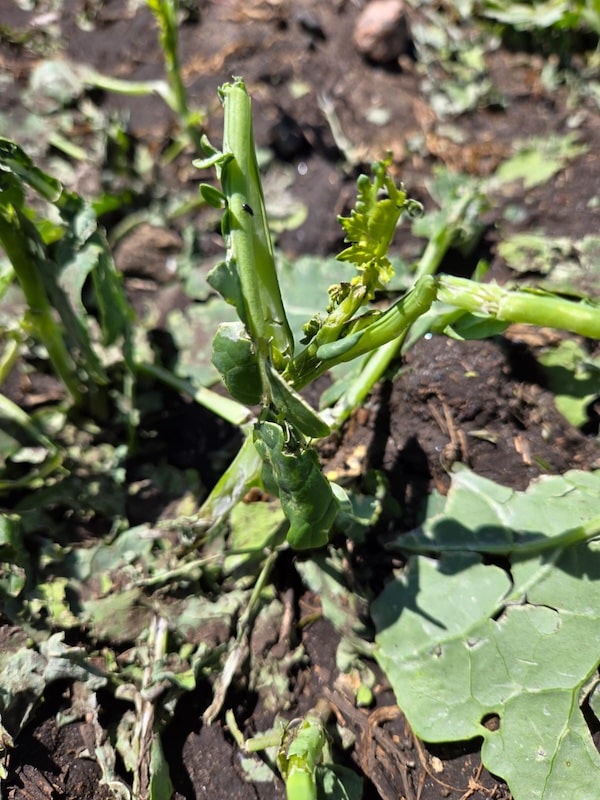 Quiz This Week In Agronomy Canola Council Of Canada