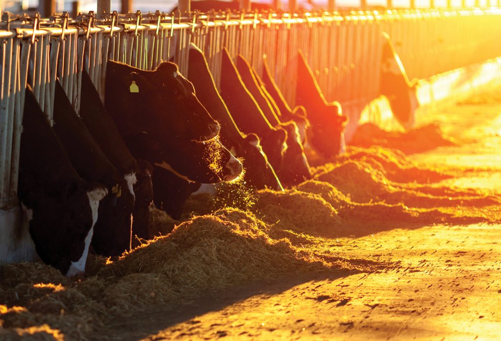 Canola meal cow feed