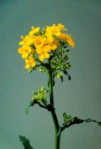 History Of Canola Seed Development | Canola Encyclopedia