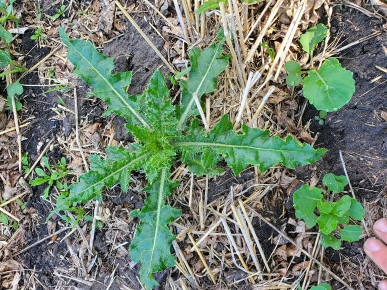 Weed Management | Canola Encyclopedia