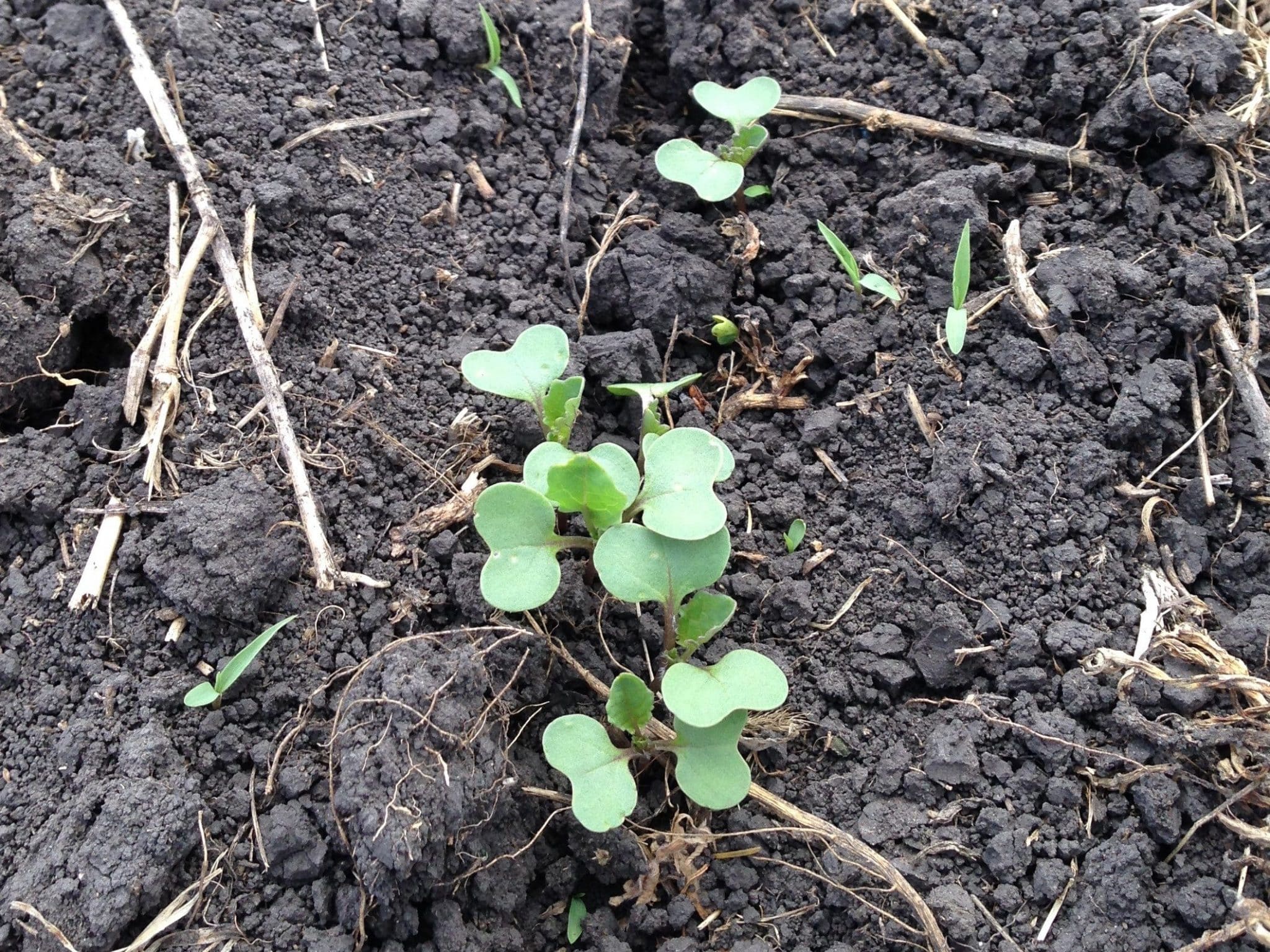 Canola Growth Stages | Canola Encyclopedia