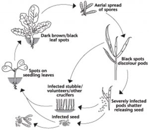 Alternaria Black Spot | Canola Encyclopedia