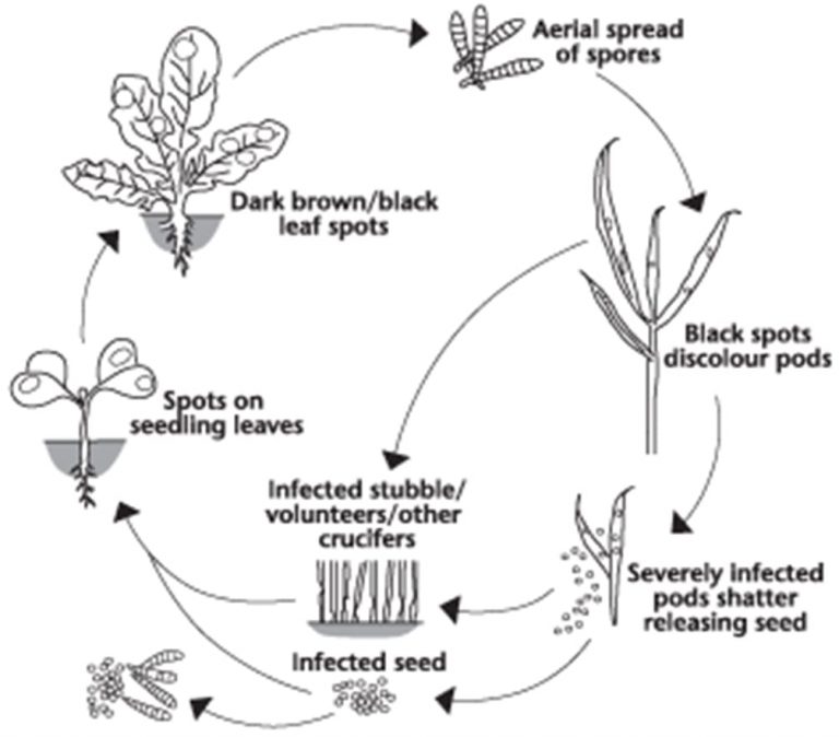 Alternaria Black Spot | Canola Encyclopedia