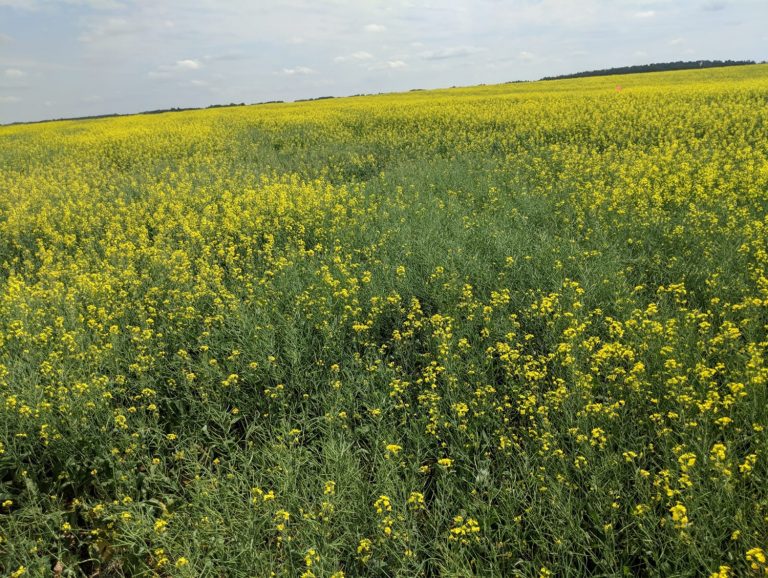 Clubroot Disease | Canola Encyclopedia