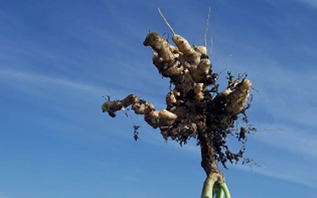 Clubroot Disease | Canola Encyclopedia