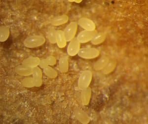 Flea Beetles | Canola Encyclopedia