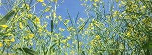 History Of Canola Seed Development | Canola Encyclopedia