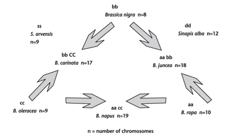 History Of Canola Seed Development | Canola Encyclopedia