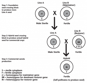 History Of Canola Seed Development | Canola Encyclopedia