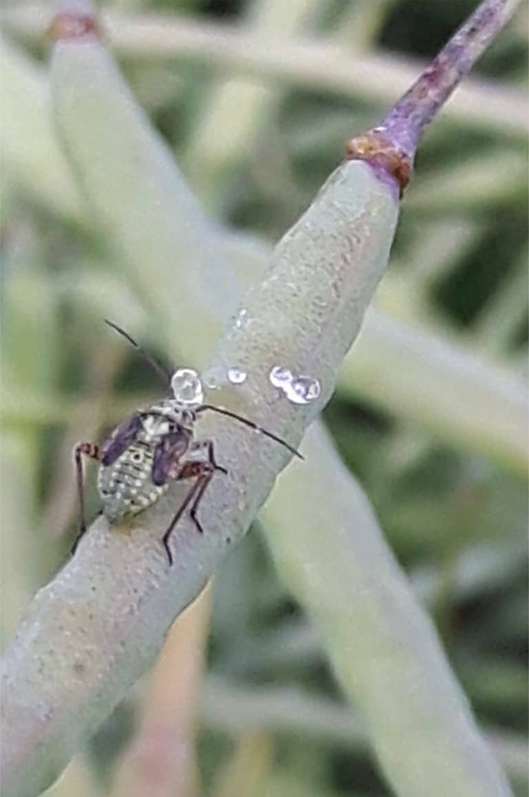 Lygus Bugs Canola Encyclopedia