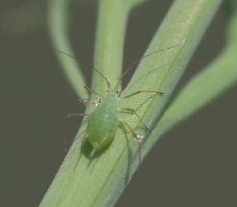 aphid plush