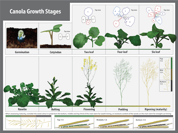 Canola Growth Stages