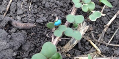 canola seedlings