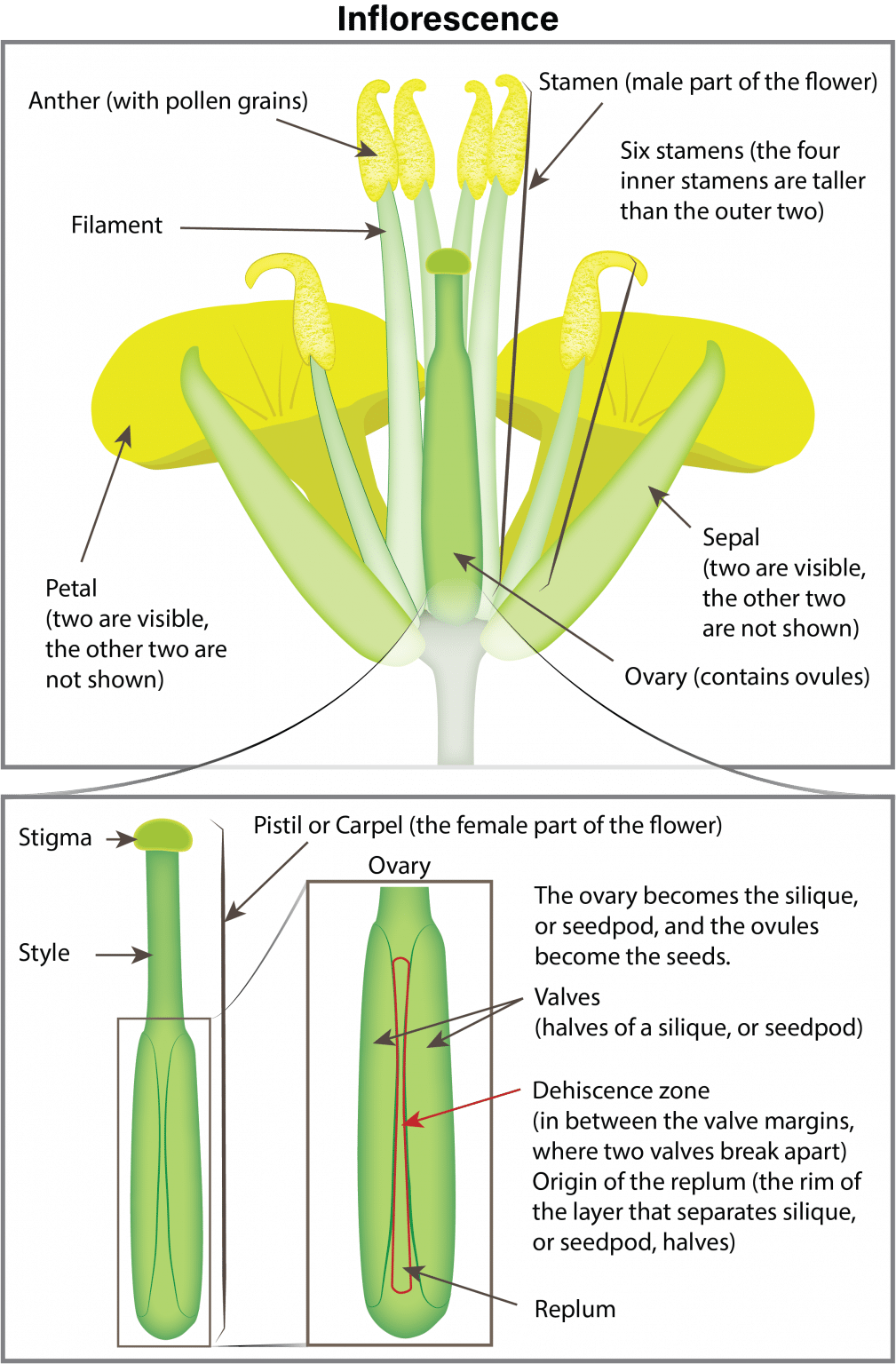 Canola Growth Stages 