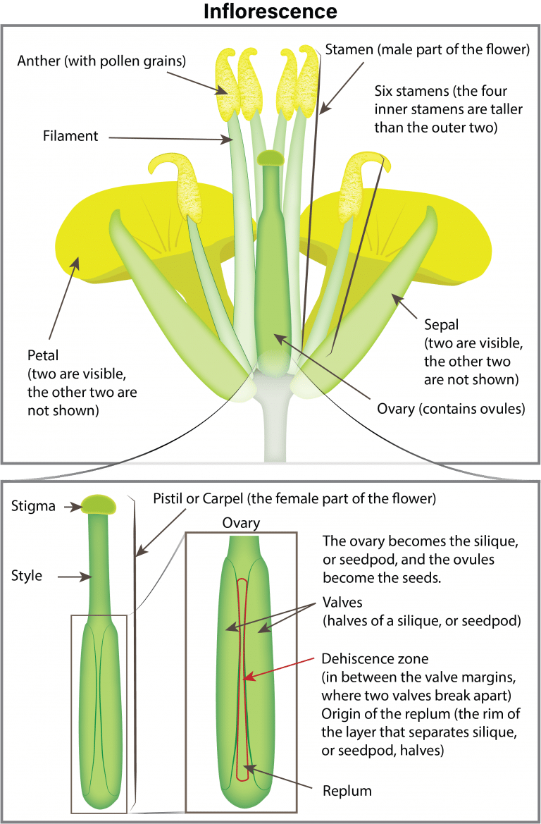 Canola growth stages | Canola Encyclopedia