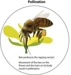 Canola growth stages | Canola Encyclopedia