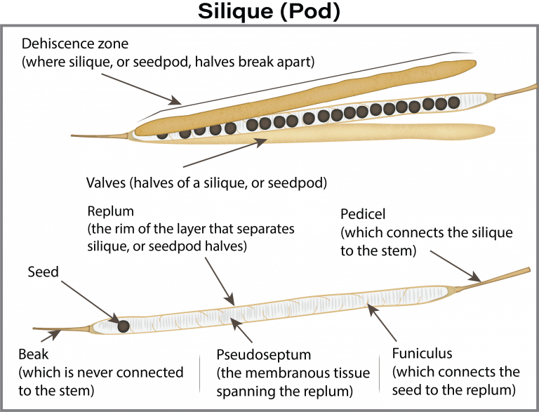 History Of Canola Seed Development | Canola Encyclopedia