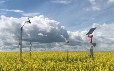 sclerotinia stem rot research