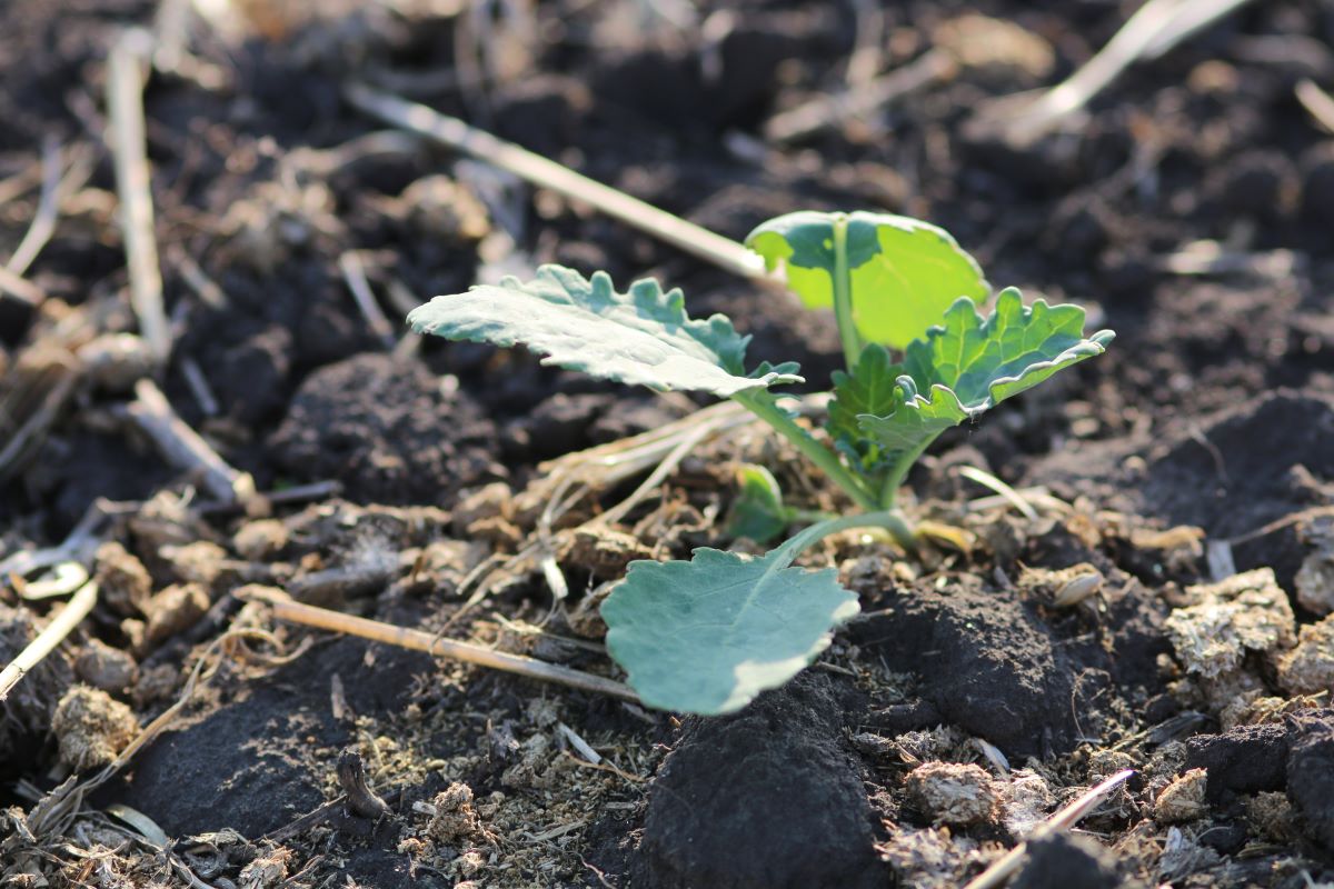 4r Nutrient Stewardship Practices Canola Council Of Canada 2531