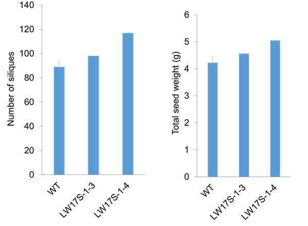 Enhancing yield and biomass in canola by modifying carbohydrate metabolism  | The Canola Council of Canada