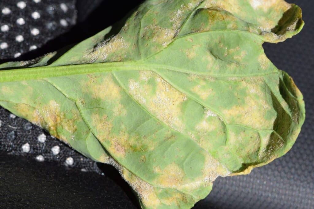 Downy mildew disease symptoms on a canola leaf