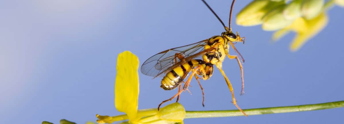 Active and emerging biocontrol organisms to watch for in canola ...