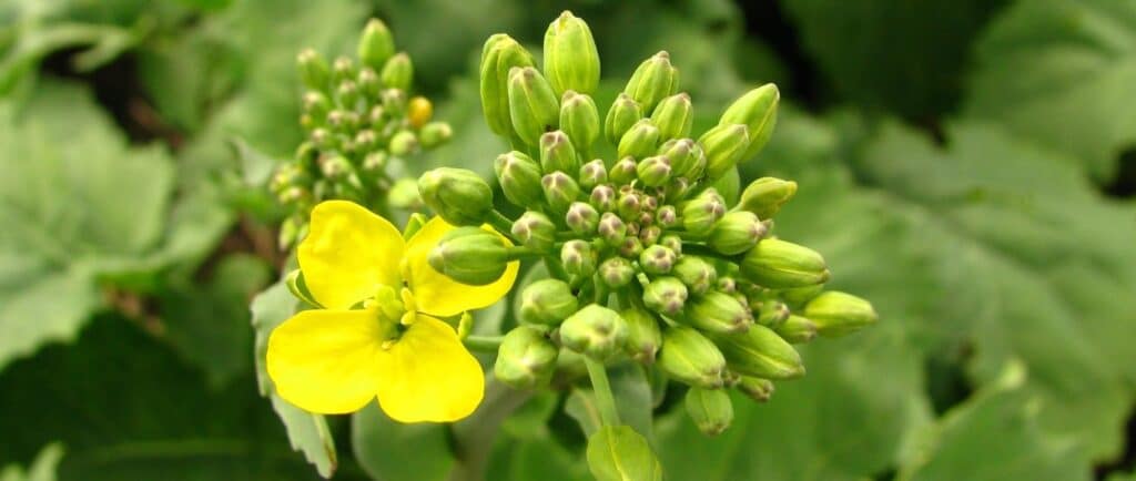 canola flower and bud cluster