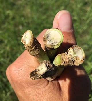 canola stems infected by blackleg highlighting the reason to use the blackleg yield loss calculator