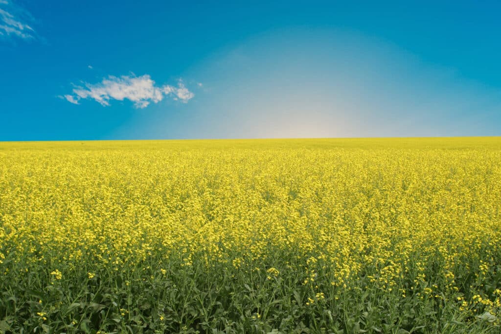 Canola Calculator | Canola Council of Canada