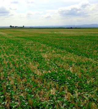 A canola crop at the early vegetative stage signifying the value of a target plant density calculator