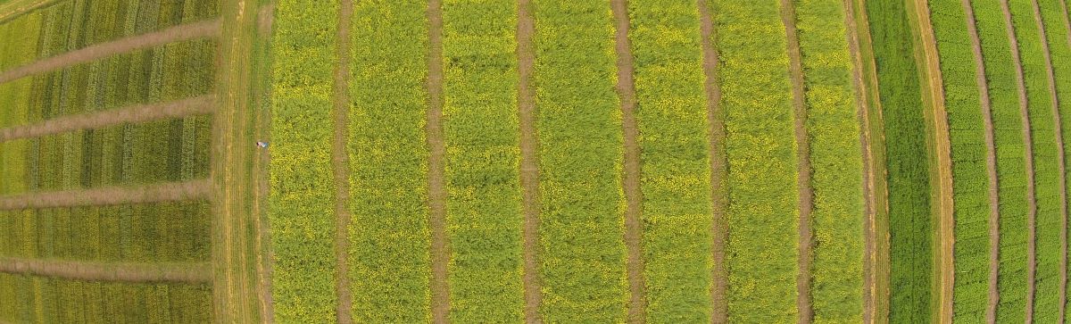 Canola Cultivar Traits | Canola Council Of Canada