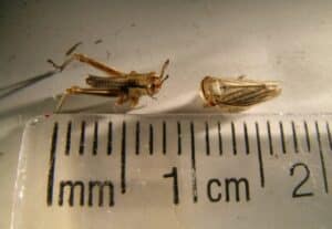Grasshopper nymph same size as leafhopper