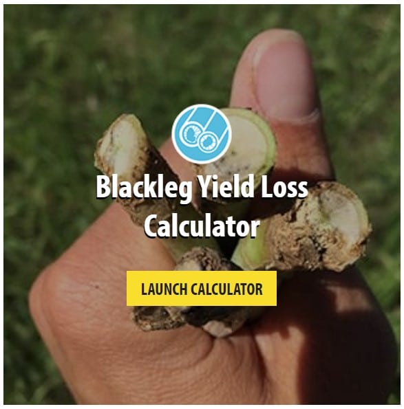 The blackleg yield loss calculator 