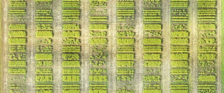 Canola plot research on row spacing and seeding rates (drone photo)