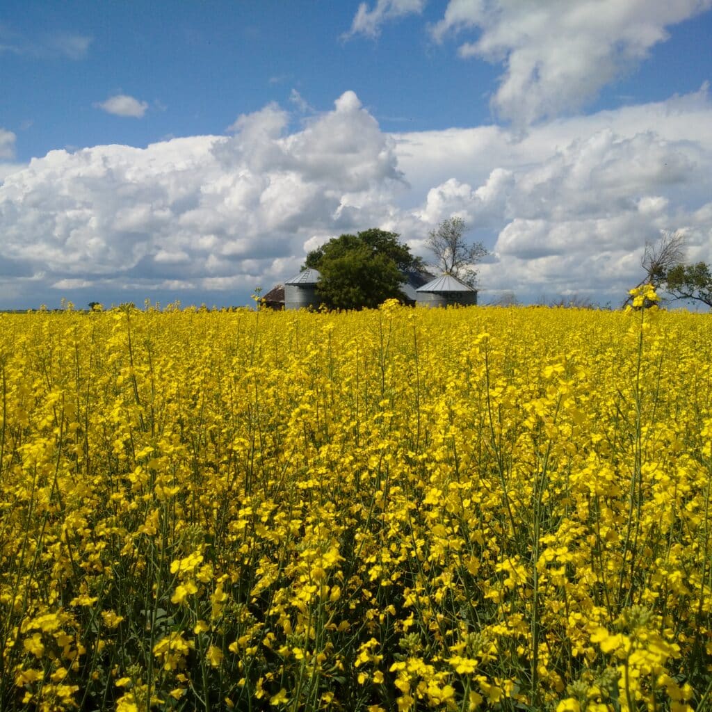 Canola Field at Full to Late Flower