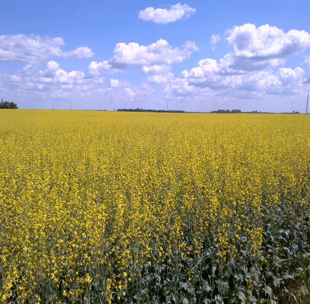 Canola Field at Late Flower
