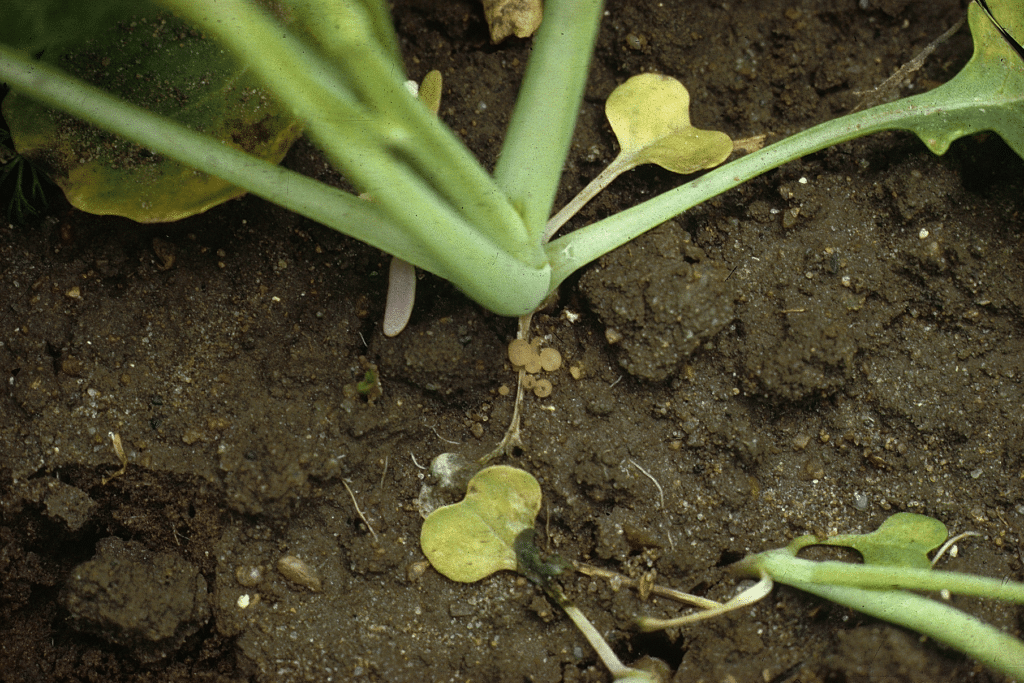 Apothecia and sclerotia – small cup-shaped fruiting bodies at the base of canola plant