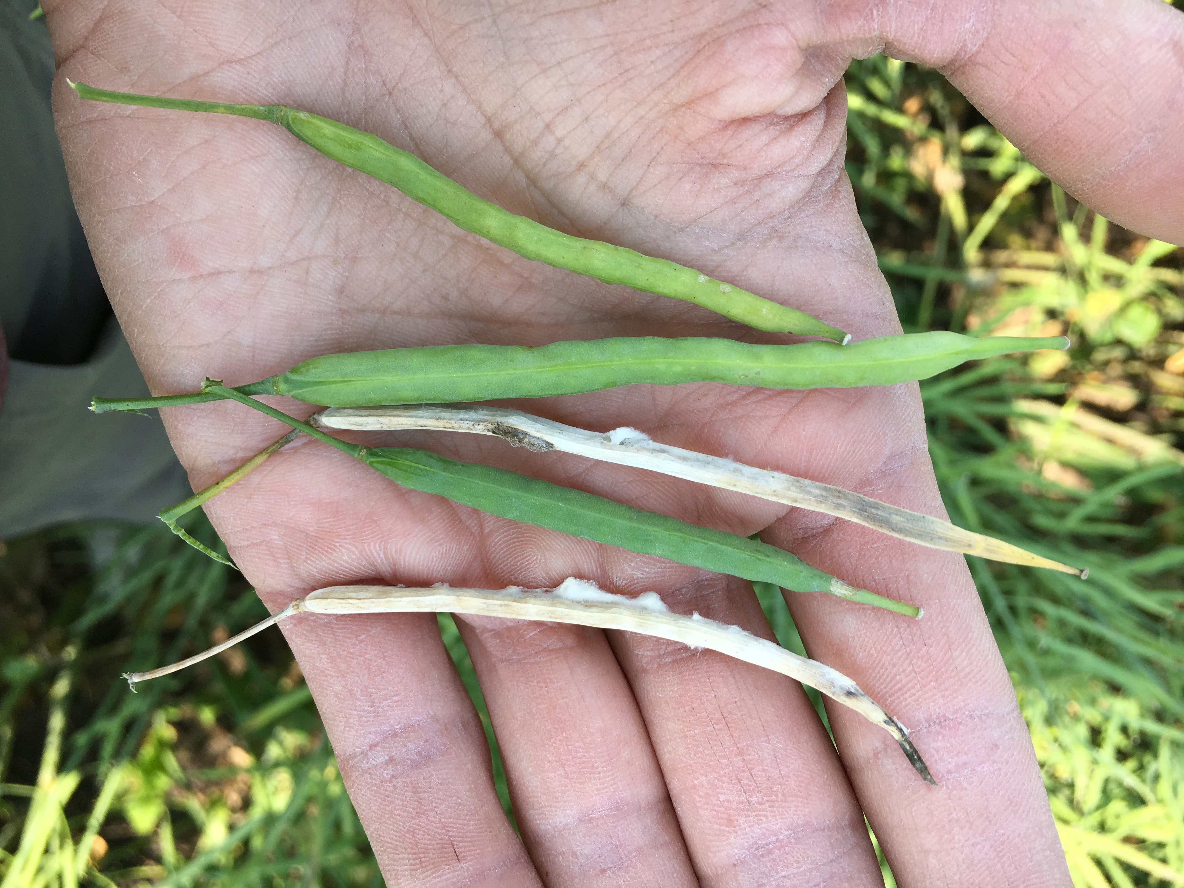 Sclerotinia symptoms – Canola pods with and without sclerotinia infection
