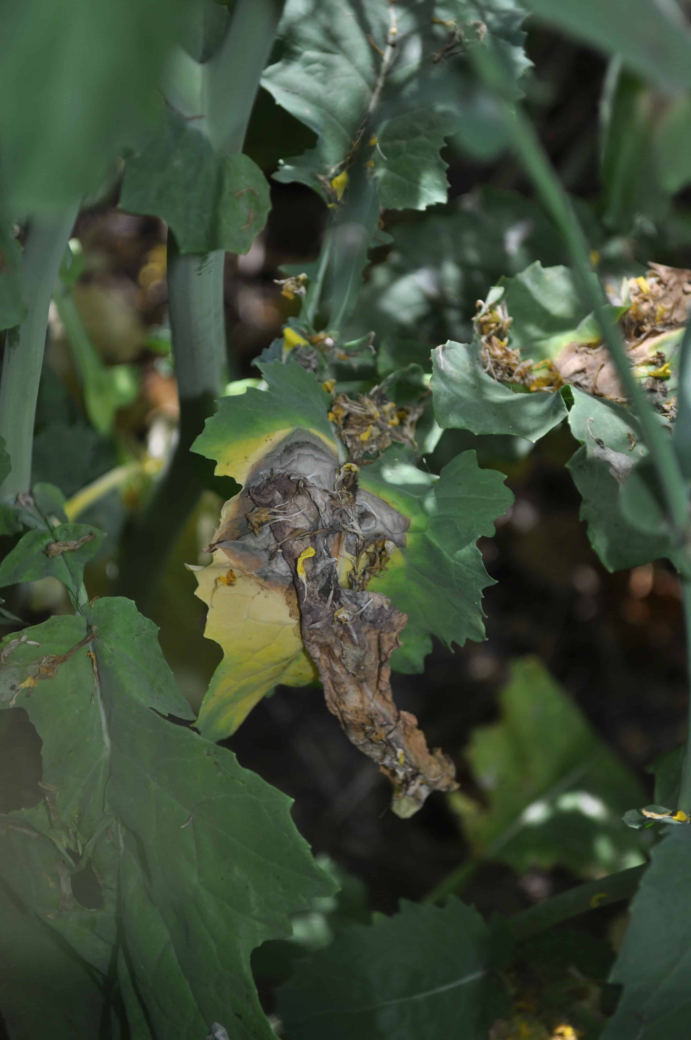 Sclerotinia symptoms – Canola petal colonized by sclerotinia adhering to a leaf