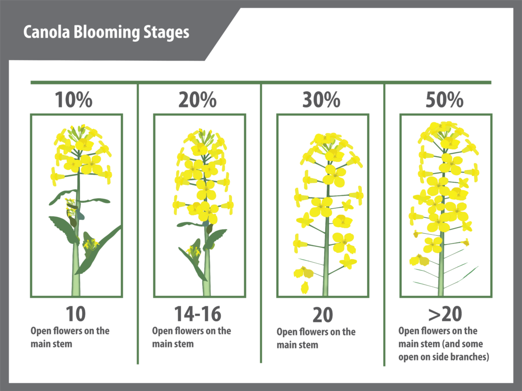 Canola Flowering Stages