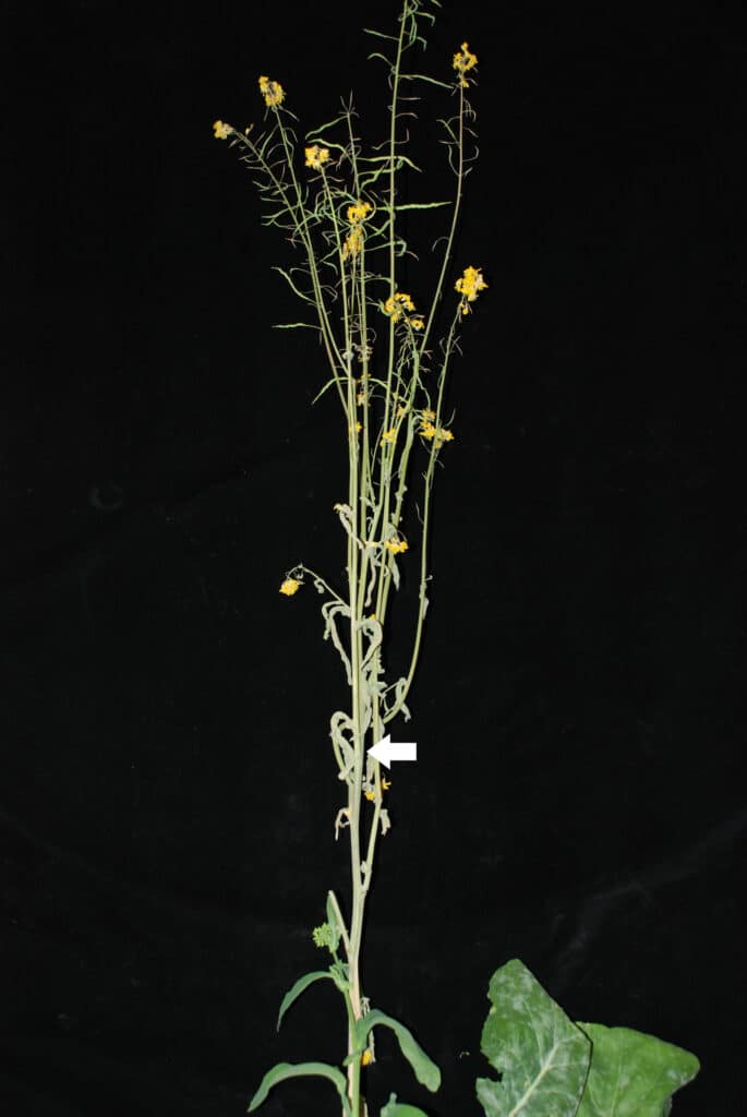 Sclerotinia rating method 5 = Lesions on stems causing premature wilt on more than 75% of the plant