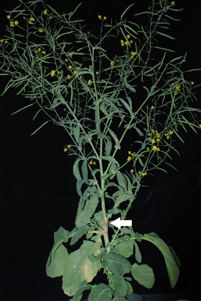 Sclerotinia rating method - Figure 1 = Superficial stem lesions not causing wilt