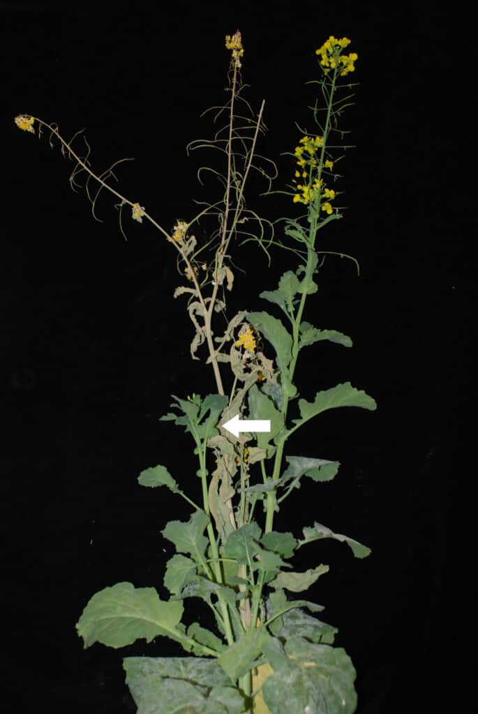 Sclerotinia rating method Figure 4 = Lesions on stems causing premature wilt up to 75% of the plant 
