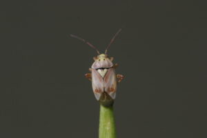 Lygus Adult - Canola Council of Canada