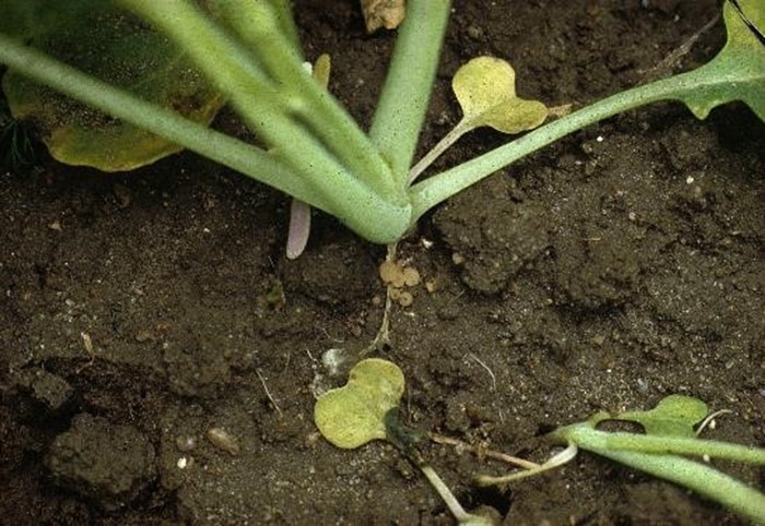 Tan-coloured apothecia on the soil surface next to a young canola plant 