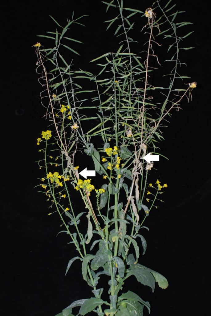 Sclerotinia rating method – Figure 2 = Lesions on stems causing premature wilt up to 25% of the plant