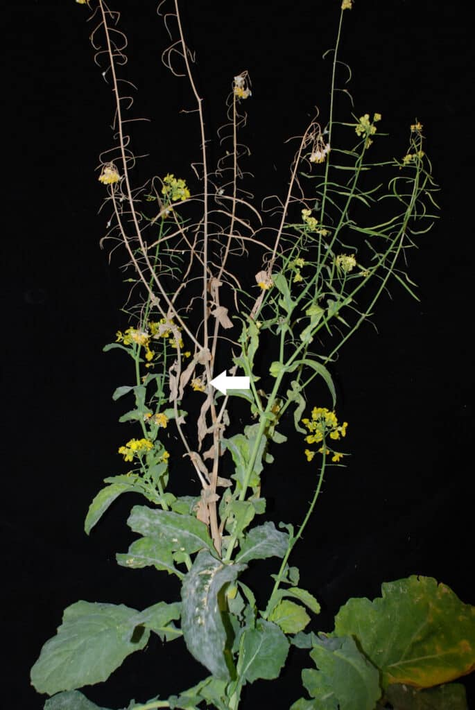 Sclerotinia rating method Figure 3 = Lesions on stems causing premature wilt up to 50% of the plant