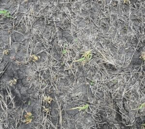Canola seeded by airplane but without harrowing