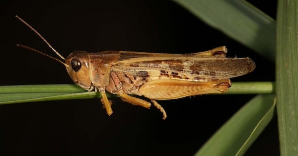 Clearwinged grasshopper adult