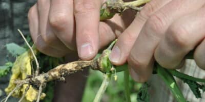 Root rot disease symptoms in canola